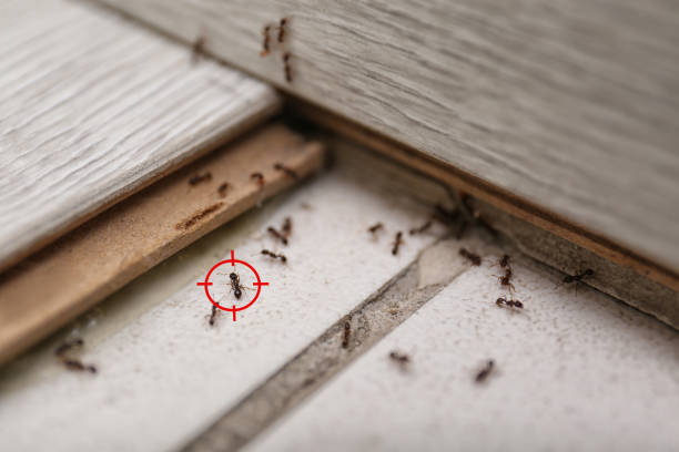 Spider Control Near Me in Rosenberg, TX