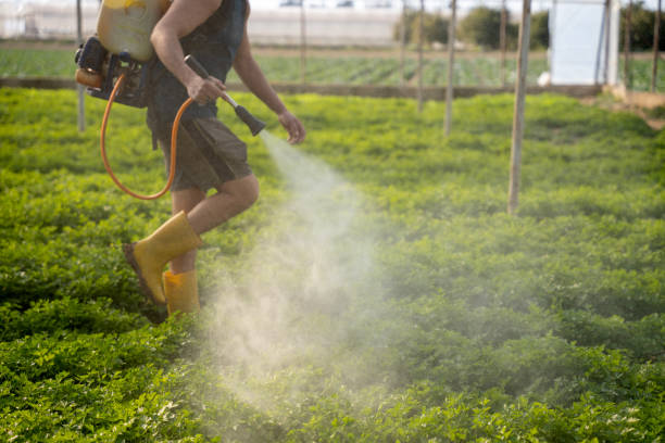 Best Pest Removal Services  in Rosenberg, TX