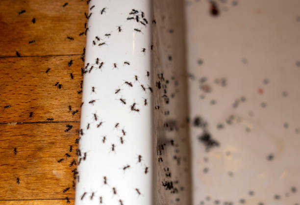 Best Wildlife Control Services  in Rosenberg, TX
