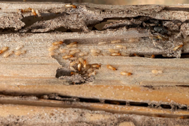 Best Flea Control Services  in Rosenberg, TX